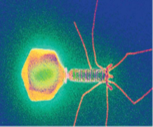 Corona Virus